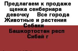 Предлагаем к продаже щенка сенбернара - девочку. - Все города Животные и растения » Собаки   . Башкортостан респ.,Сибай г.